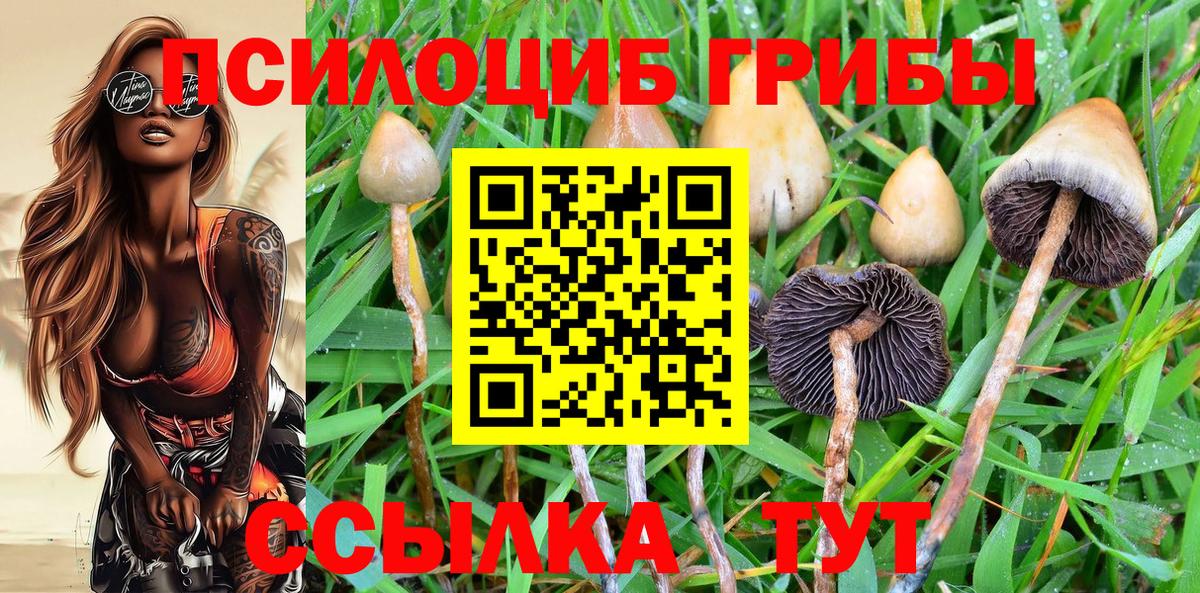 Алексеевка  Псилоцибиновые грибы мицелий  Вход с VPN  Галлюциногенные грибы Psilocybe 